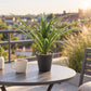 Künstliche Yucca - Basti | 35 cm