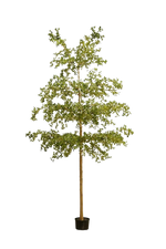 Künstlicher schwarzer Olivenbaum - Finja, 390 cm, Kunstbaum von aplanta, in Grün, für drinnen