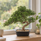 Künstlicher Bonsai - Sofia | 44 cm