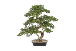 Künstlicher Bonsai - Rupert, 68 cm, Kunstbaum von aplanta, in Grün, für drinnen