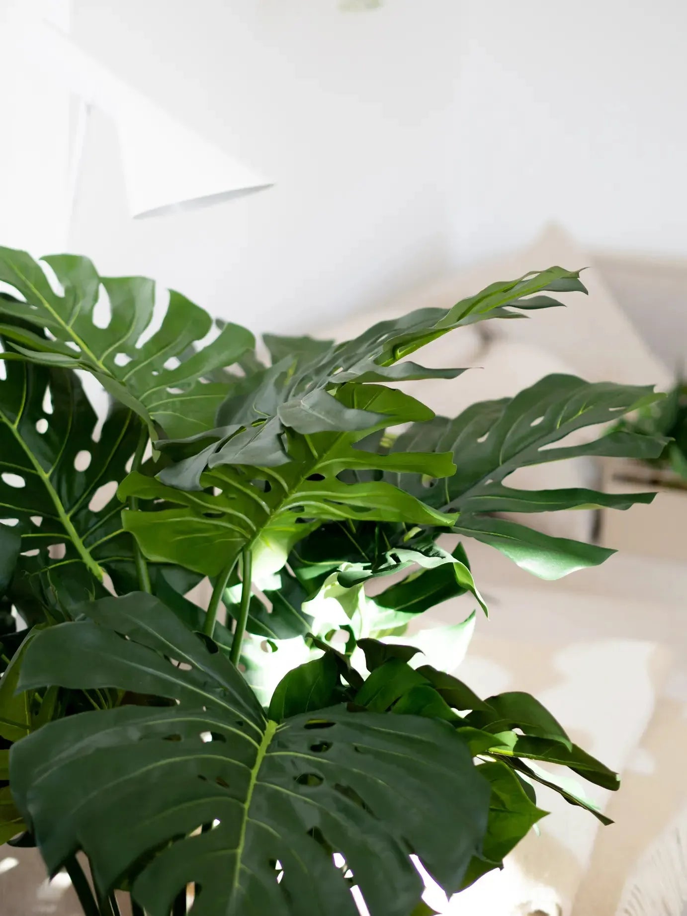 Künstliche Monstera - Thilo | 98 cm