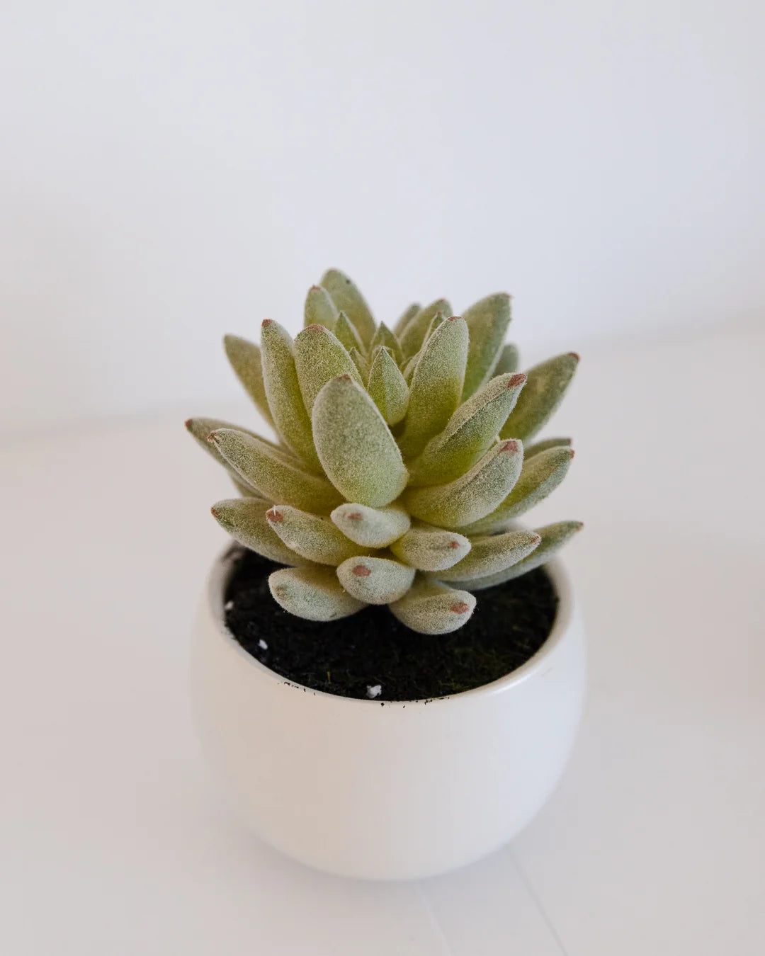 Kunst Succulenten Kaketeen 3 stuks - Bambo | 8 cm, witte keramische pot