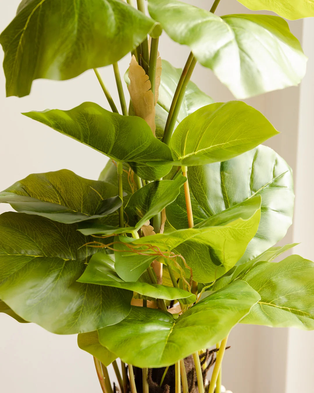 Kunst Philodendron - Phoebe | 80 cm