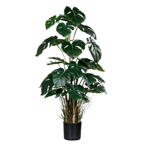 Hochwertige Monstera Kunstpflanze auf transparentem Hintergrund mit echt wirkenden Kunstblättern in natürlicher Anordnung. Künstliche Monstera - Jochen hat die Farbe Natur und hat eine Höhe von 82 cm | aplanta Kunstpflanzen