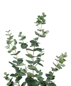 Kunst Eucalyptus tak - Coca | 115 cm