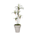 Künstlicher Drachenbaum - Minor auf transparentem Hintergrund mit echt wirkenden Kunstblättern in natürlicher Anordnung. Künstlicher Drachenbaum - Minor hat die Farbe Natur und ist 100 cm hoch. | aplanta Kunstpflanzen