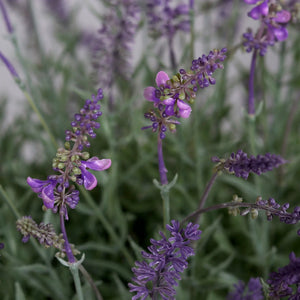 Künstlicher Lavendel - Thorfinn | 60 cm | in grauer Schale - Kunstpflanzen von aplanta