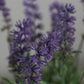 Künstlicher Lavendel - Ibo, 31 cm, Kunstblume von aplanta, in Lavender, für drinnen