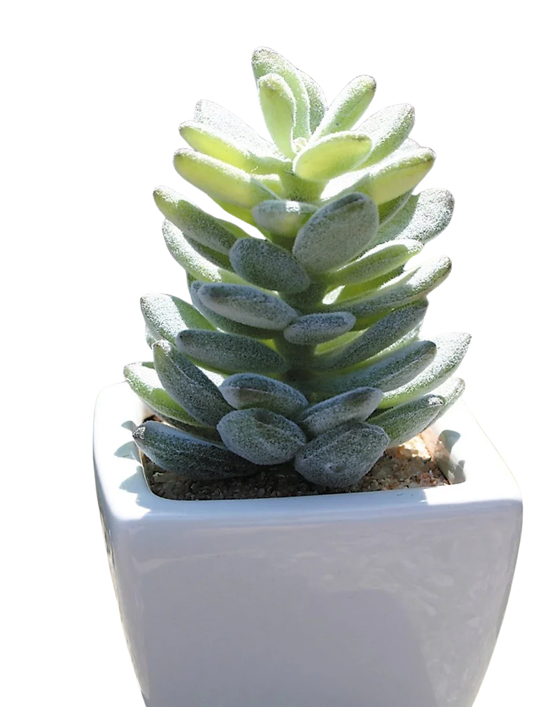 Künstliche Agave - Radek | 13 cm