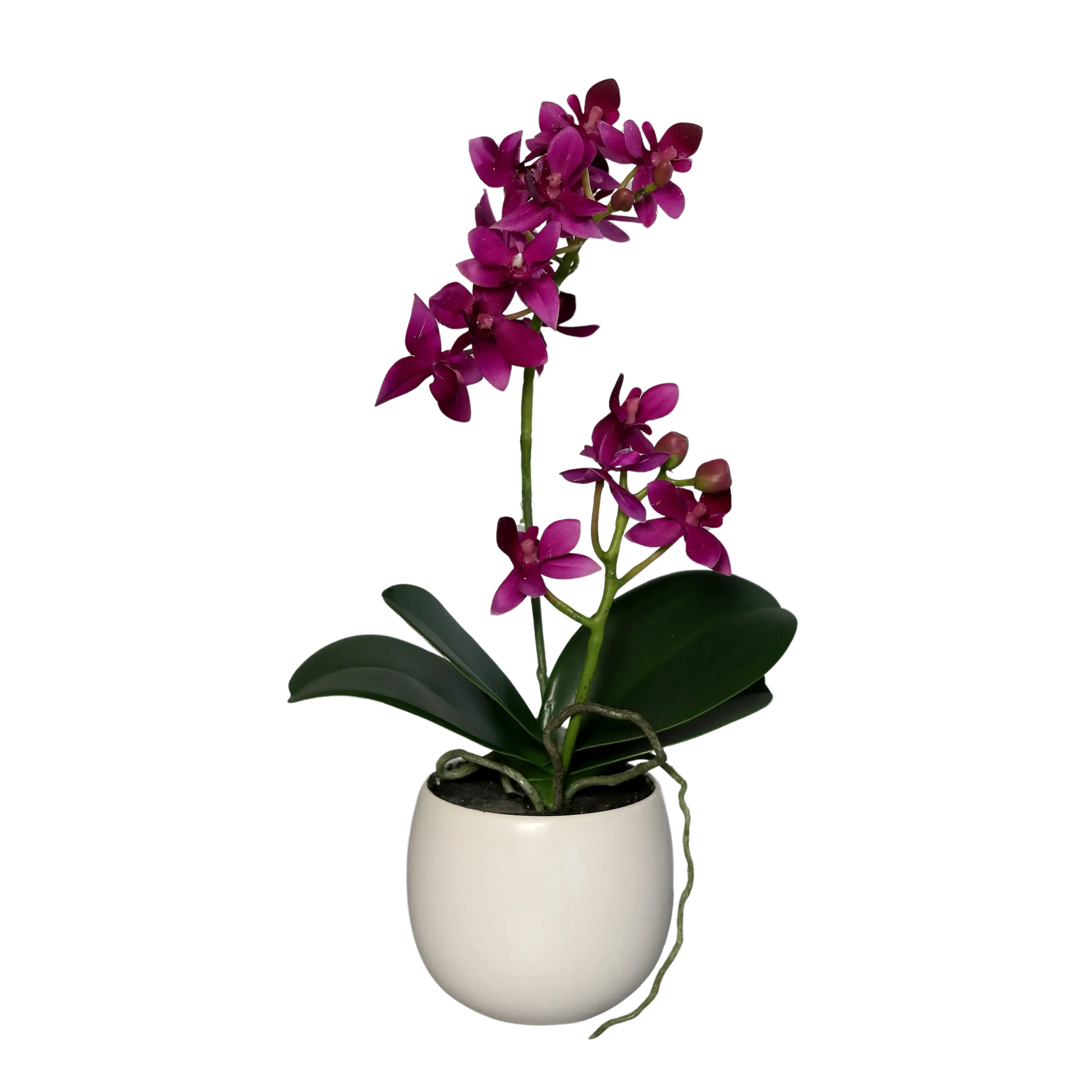 Künstliche Orchidee - Elric | 34 cm | im Keramiktopf