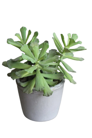 Künstliche Sukkulente - Sebastian | 18 cm