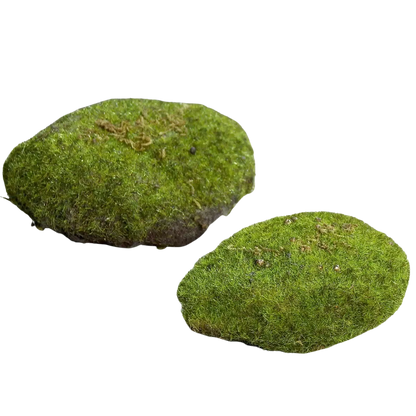 Deko Moosschwamm - Hanni auf transparentem Hintergrund mit echt wirkenden Kunstblättern in natürlicher Anordnung. Deko Moosschwamm - Hanni hat die Farbe Natur und ist 10 cm hoch. | aplanta Kunstpflanzen