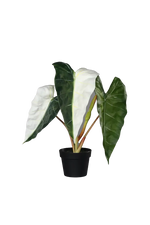 Künstliche Alocasia albino - Heino, 68 cm, Kunstpflanze von aplanta, in Natur, für drinnen