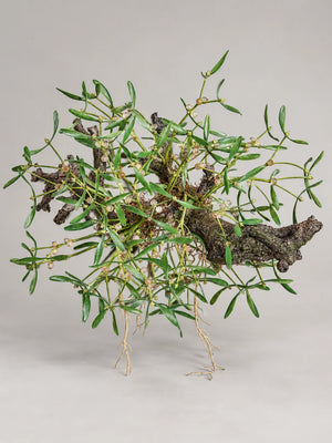 Künstlicher Mistelzweig - Will | 58 cm