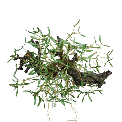 Künstlicher Mistelzweig - Will | 58 cm