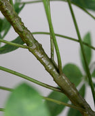 Künstliche Glückskastanie - Berthold | 170 cm, Real Touch - Kunstpflanzen von aplanta
