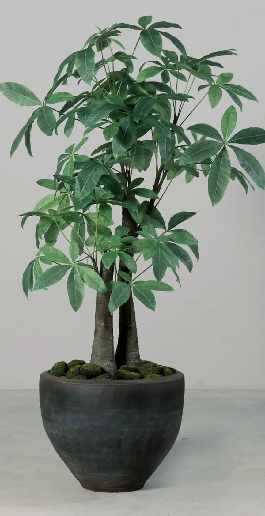 Künstliche Glückskastanie - Berthold | 170 cm, Real Touch - Kunstpflanzen von aplanta