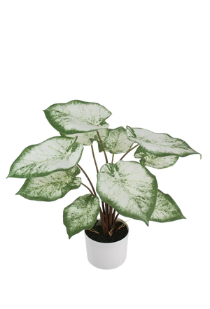 Künstliche Caladium - Noelia | 55 cm