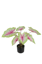 Künstliche Caladium - Malena | 55 cm