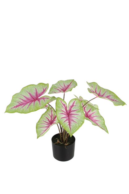 Künstliche Caladium - Malena | 55 cm