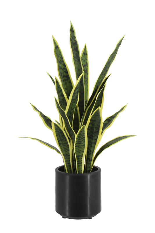 Künstlicher Bogenhanf - Carlos | 75 cm