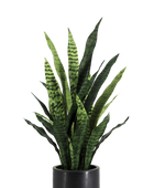 Künstlicher Bogenhanf - Nero | 90 cm