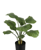 Künstliche Calathea - Jamila | 58 cm