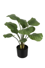 Künstliche Calathea - Jamila, 58 cm, Kunstpflanze von aplanta, in Grün, für drinnen