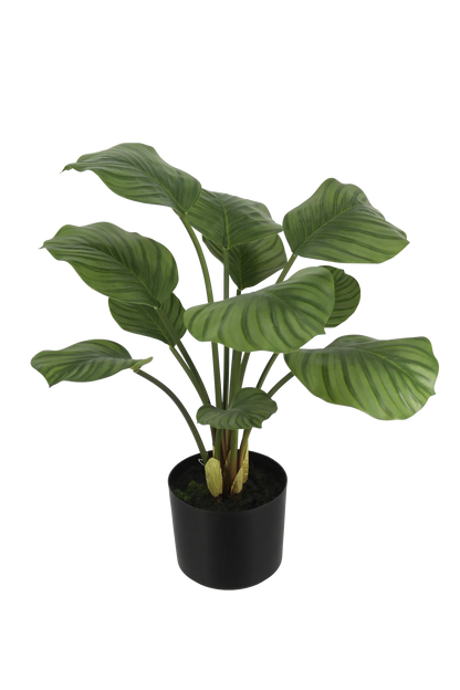 Künstliche Calathea - Jamila, 58 cm, Kunstpflanze von aplanta, in Grün, für drinnen