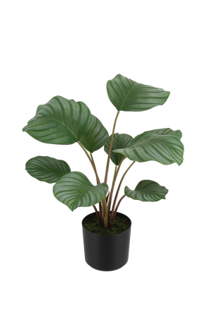 Künstliche Calathea - Silvina | 45 cm