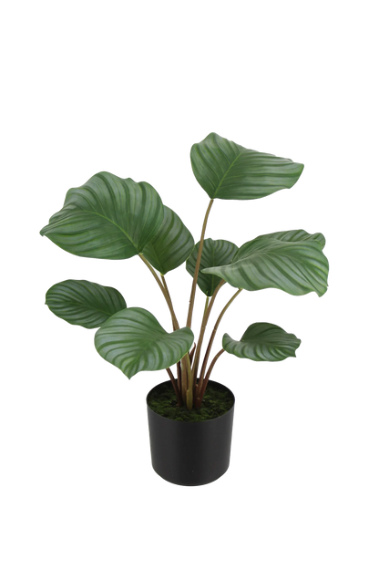 Künstliche Calathea - Silvina, 45 cm, Kunstpflanze von aplanta, Real Touch, in Grün, für drinnen