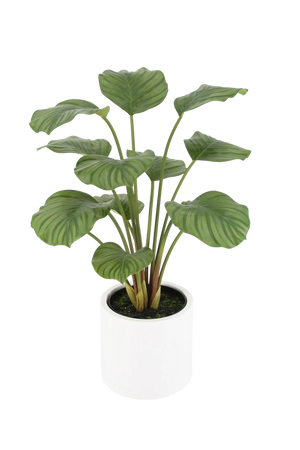 Künstliche Calathea - Juana | 68 cm
