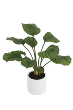 Künstliche Calathea - Maite, 63 cm, Kunstpflanze von aplanta, inkl. Dekotopf, in Grün, für drinnen