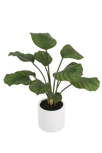 Künstliche Calathea - Maite, 63 cm, Kunstpflanze von aplanta, inkl. Dekotopf, in Grün, für drinnen