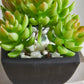 Künstliche Sukkulente – Nepomuk | 14 cm
