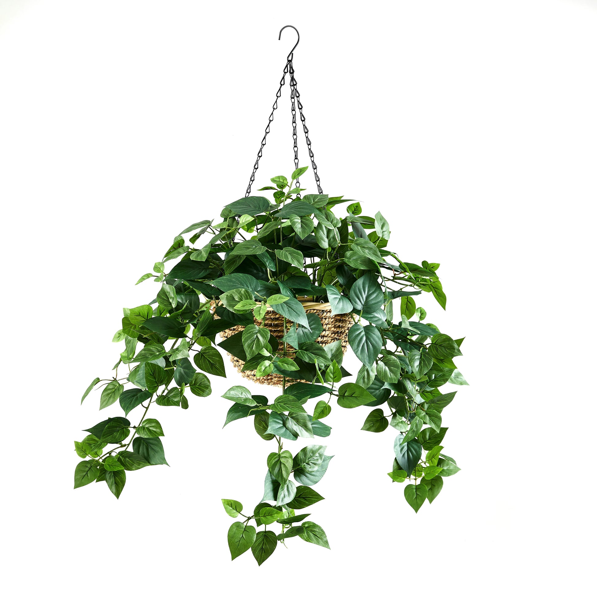 monstera efeutute Efeutute am Moosstab kaufen