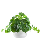 Künstlicher Geldbaum – Cassian | 24 cm