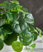 Künstlicher Geldbaum – Cassian | 24 cm