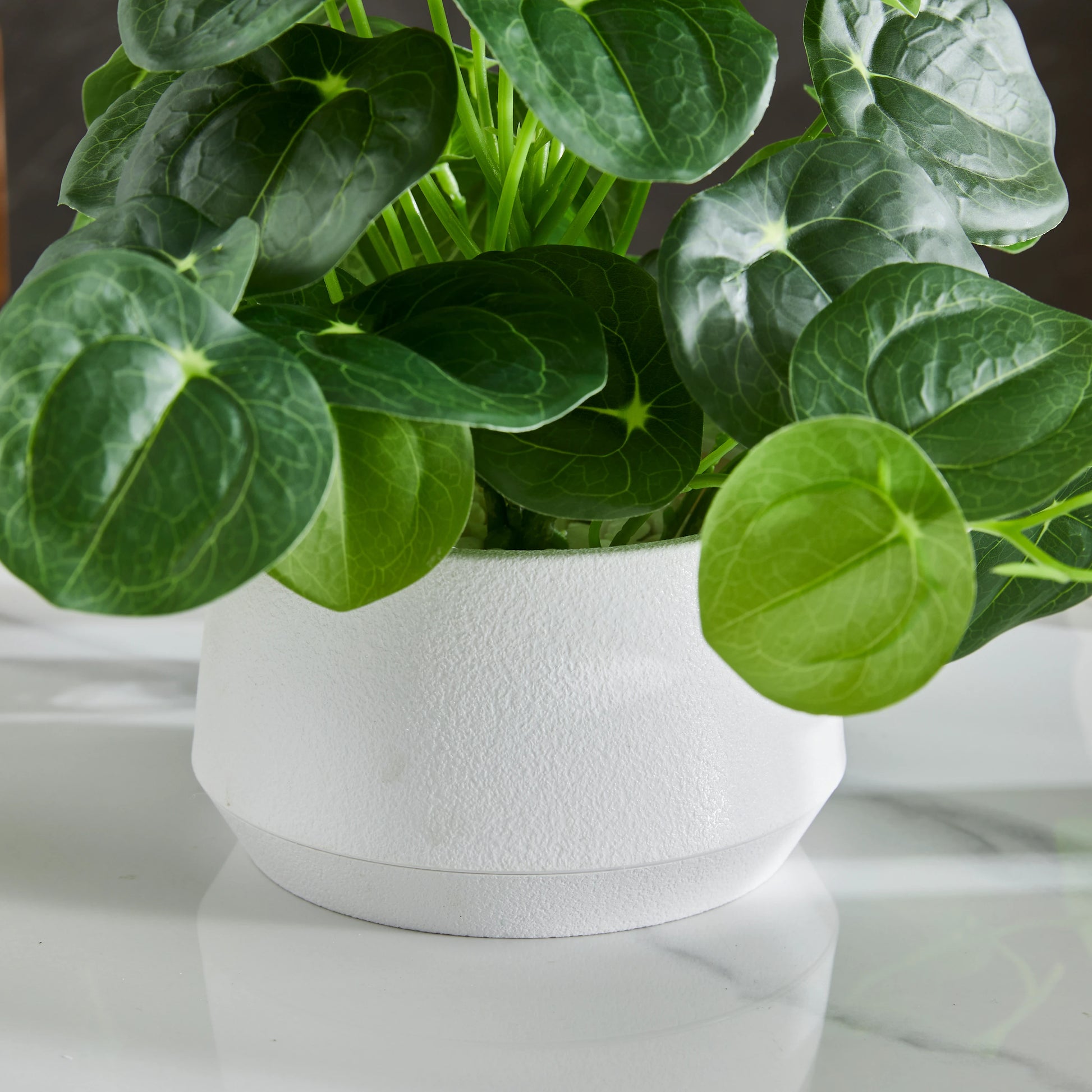 Künstlicher Geldbaum – Cassian | 24 cm