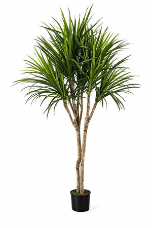 Künstliche Dracaena – Elianor | 180 cm