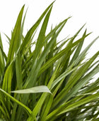 Künstliche Dracaena – Elianor | 180 cm