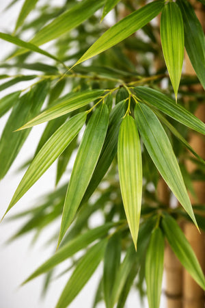 Künstlicher Bambus – Kenai | 210 cm