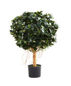 Künstlicher Ficus Panda – Tiberia | 70 cm