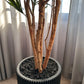 Künstliche Dracaena Reflexa – Maelis | 180 cm