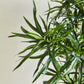 Künstliche Dracaena Reflexa - Maelis, 180 cm, Kunstbaum von aplanta, mit Echtholzstamm, inkl. Startertopf, in Grün