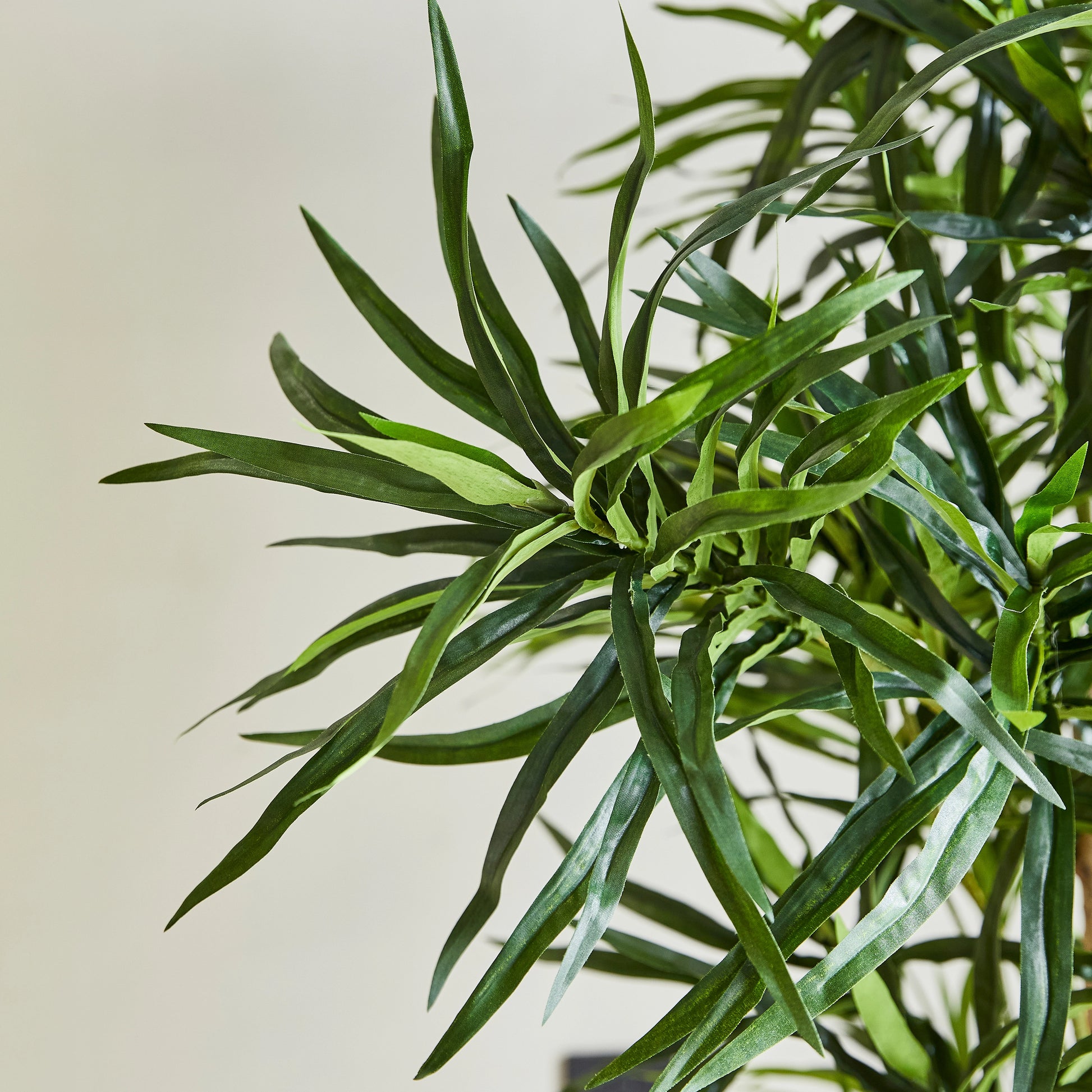 Künstliche Dracaena Reflexa – Maelis | 180 cm