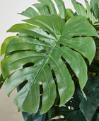 Künstlicher Split-Philodendron – Zephira | 160 cm