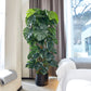 Künstlicher Split-Philodendron - Zephira, 190 cm, Kunstpflanze von aplanta, mit Echtholzstamm, in Grün, für drinnen