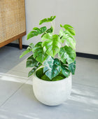 Künstlicher Monstera – Alenia | 50 cm