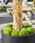 Künstlicher Olivenbaum – Eleutherios | 180 cm